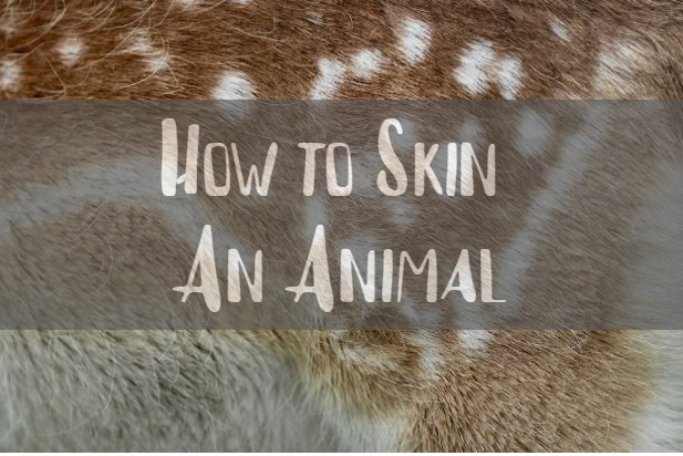 How to Skin an Animal With A Hunting Knife
