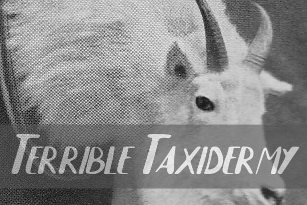 Terrible Taxidermy