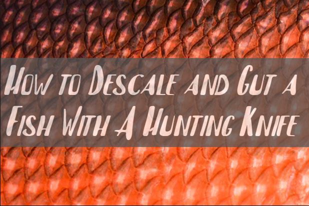 How to Descale and Gut a Fish With A Hunting Knife